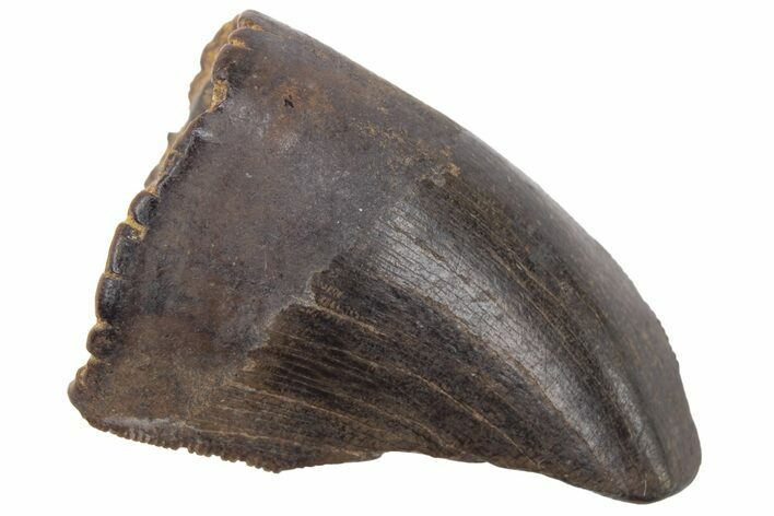 Partial Tyrannosaur Tooth - Montana #218939